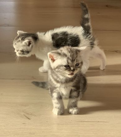 BKH Kitten mit Stammbaum