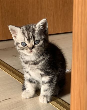 BKH Kitten mit Stammbaum