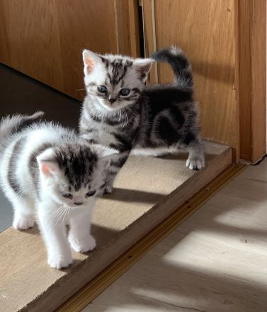 BKH Kitten mit Stammbaum