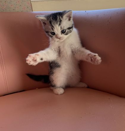 BKH Kitten mit Stammbaum