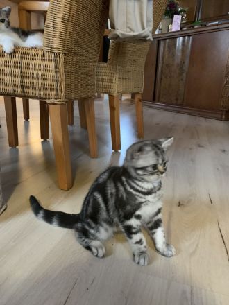 BKH Kitten mit Stammbaum