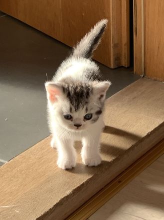 BKH Kitten mit Stammbaum