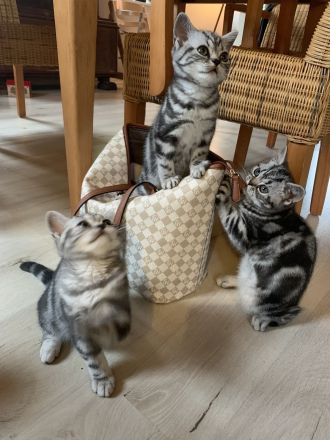 BKH Kitten mit Stammbaum