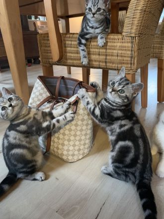 BKH Kitten mit Stammbaum