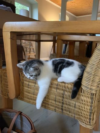 BKH Kitten mit Stammbaum