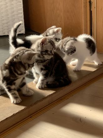 BKH Kitten mit Stammbaum