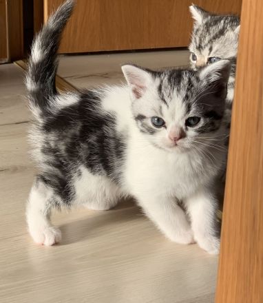BKH Kitten mit Stammbaum