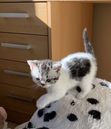 BKH Kitten mit Stammbaum