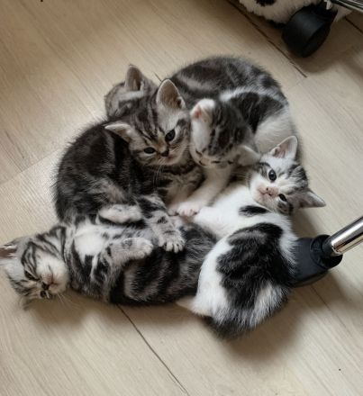 BKH Kitten mit Stammbaum
