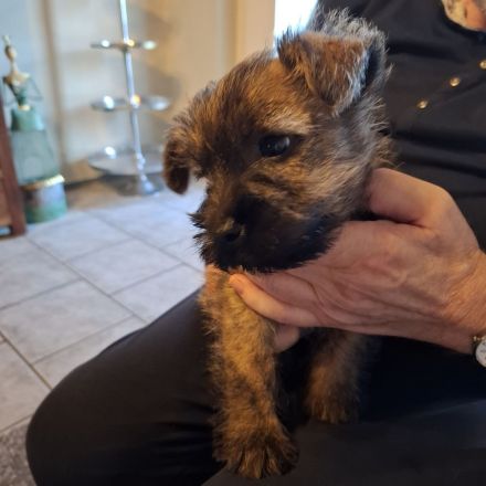Cairn Welpen suchen ein neues Zuhause