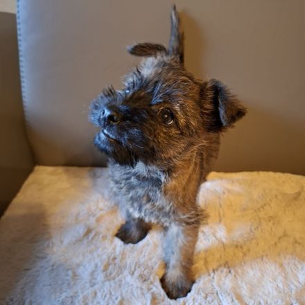 Cairn Welpen suchen ein neues Zuhause
