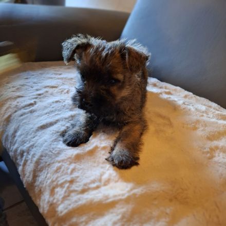 Cairn Welpen suchen ein neues Zuhause