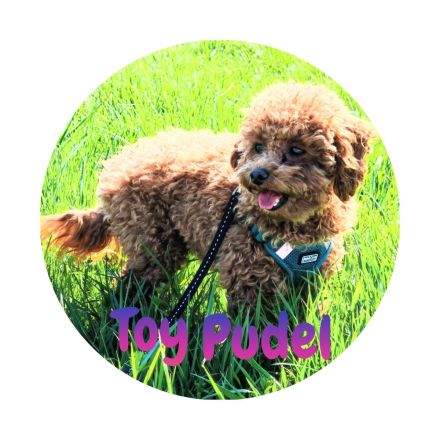 Toypudel Deckrüde asiatisch genetisch getestet