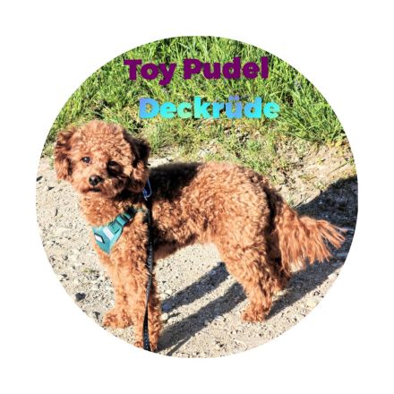 Toypudel Deckrüde asiatisch genetisch getestet