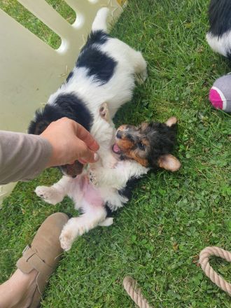 Drahthaar Foxterrier Welpen mit Ahnentafel