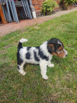 Drahthaar Foxterrier Welpen mit Ahnentafel