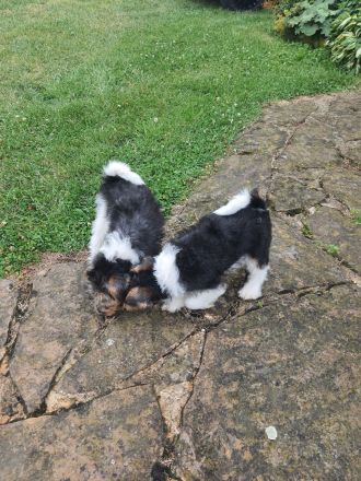 Drahthaar Foxterrier Welpen mit Ahnentafel