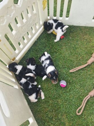 Drahthaar Foxterrier Welpen mit Ahnentafel