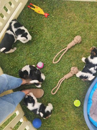 Drahthaar Foxterrier Welpen mit Ahnentafel