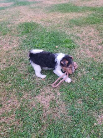 Drahthaar Foxterrier Welpen mit Ahnentafel