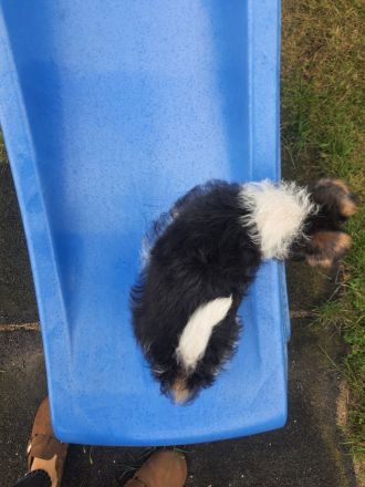 Drahthaar Foxterrier Welpen mit Ahnentafel