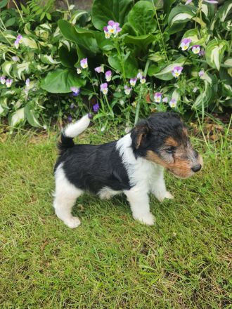 Drahthaar Foxterrier Welpen mit Ahnentafel