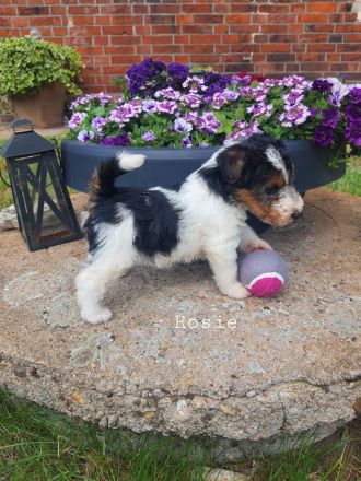 Drahthaar Foxterrier Welpen mit Ahnentafel