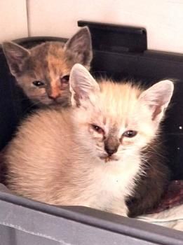 Cira, Coco und Carlo