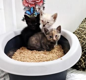 Cira, Coco und Carlo