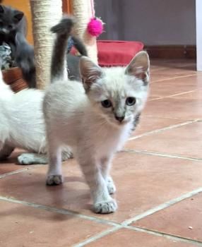 Cira, Coco und Carlo