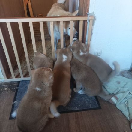 Akita Inu