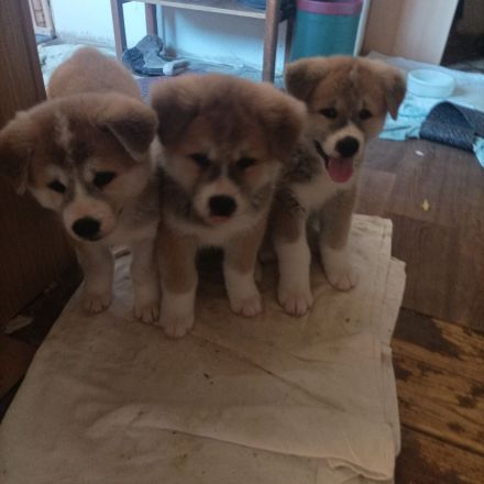 Akita Inu