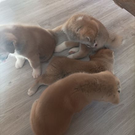 Akita Inu
