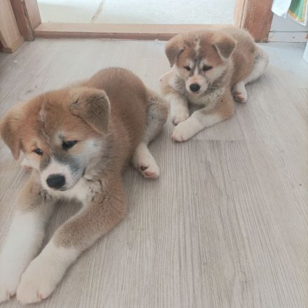 Akita Inu