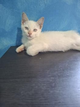 Figaro
