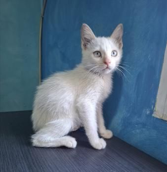 Figaro