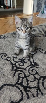 Katzenbabys