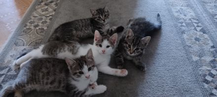 Katzenbabys