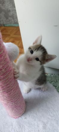 Katzenbabys