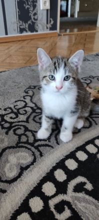 Katzenbabys