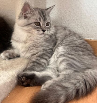 Wunderschöne BKH & BLH Kitten – liebevoll aufgezogen ❤️