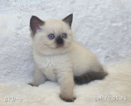 Wunderschöne BKH & BLH Kitten – liebevoll aufgezogen ❤️