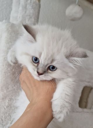 Wunderschöne BKH & BLH Kitten – liebevoll aufgezogen ❤️