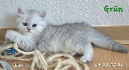 Wunderschöne BKH & BLH Kitten – liebevoll aufgezogen ❤️