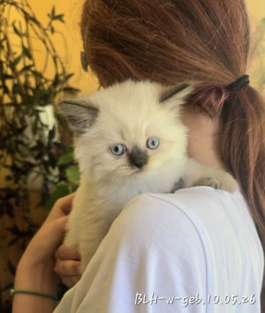 Wunderschöne BKH & BLH Kitten – liebevoll aufgezogen ❤️