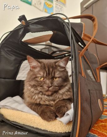 Wunderschöne BKH & BLH Kitten – liebevoll aufgezogen ❤️