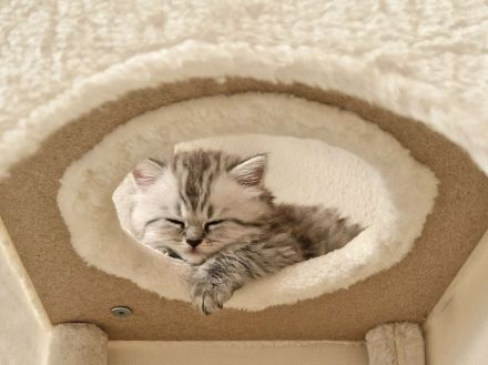 Wunderschöne BKH & BLH Kitten – liebevoll aufgezogen ❤️