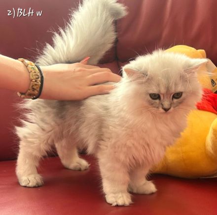 Wunderschöne BKH & BLH Kitten – liebevoll aufgezogen ❤️