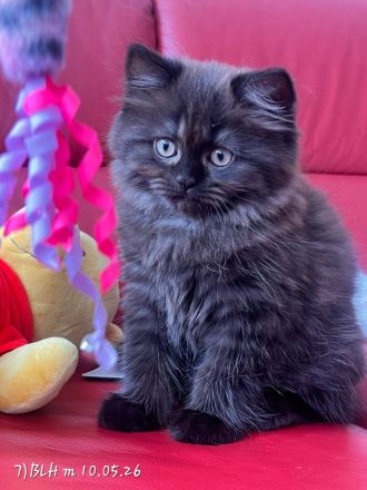 Wunderschöne BKH & BLH Kitten – liebevoll aufgezogen ❤️
