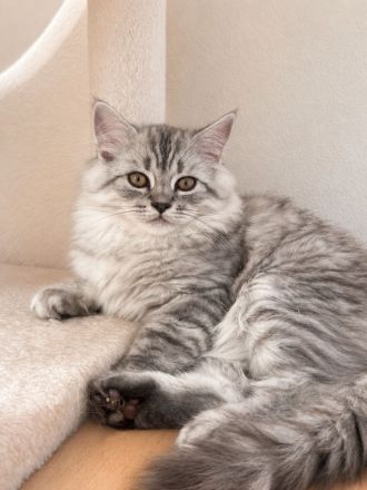 Wunderschöne BKH & BLH Kitten – liebevoll aufgezogen ❤️